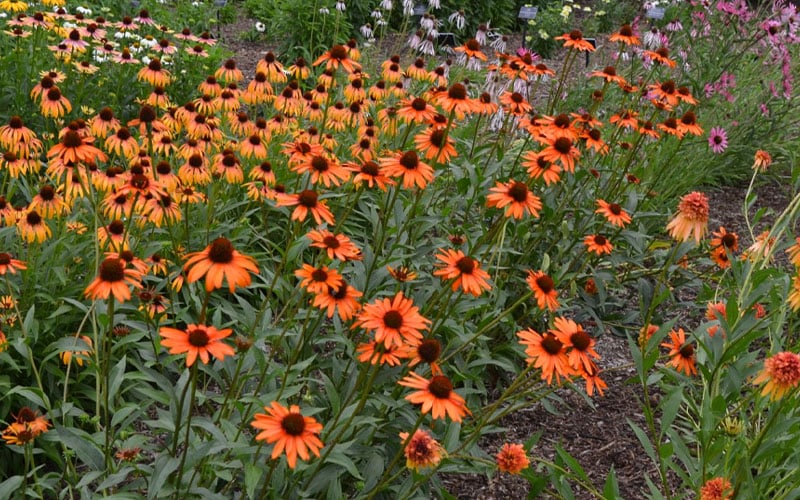  Tiki Torch Orange Coneflower (Echinacea) - 1 Gallon Pot