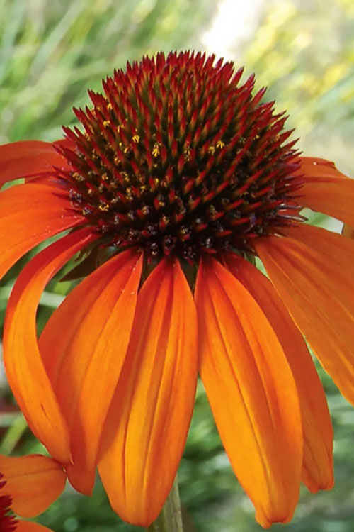  Tiki Torch Orange Coneflower (Echinacea) - 1 Gallon Pot