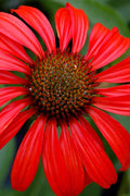  Tomato Soup Coneflower (Echinacea) - 1 Gallon Pot