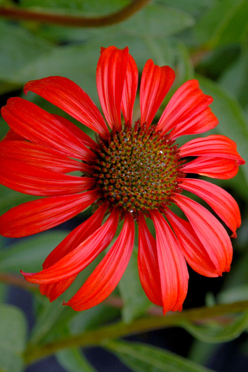  Tomato Soup Coneflower (Echinacea) - 1 Gallon Pot