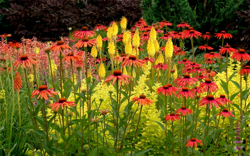  Tomato Soup Coneflower (Echinacea) - 1 Gallon Pot