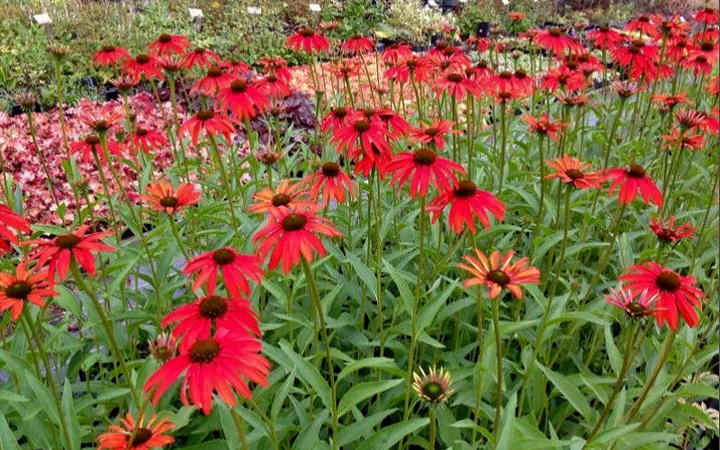  Tomato Soup Coneflower (Echinacea) - 1 Gallon Pot