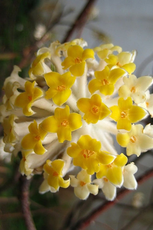  Snow Cream Edgeworthia Paper Bush - 3 Gallon