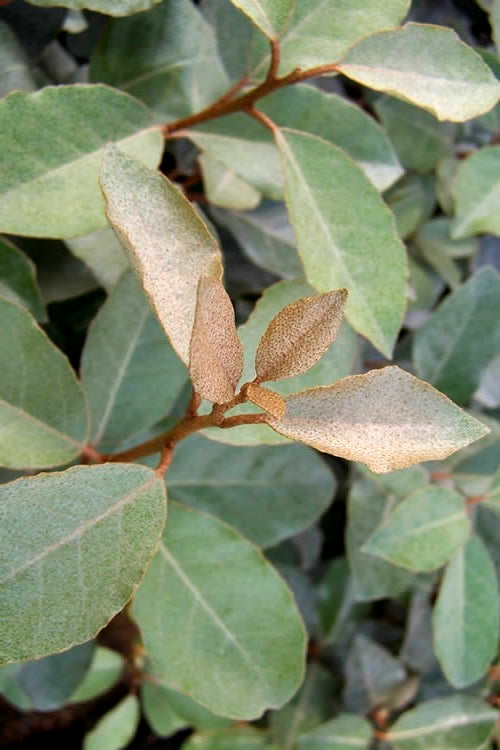  Fruitland Elaeagnus(Silverberry) - 1 Gallon Pot