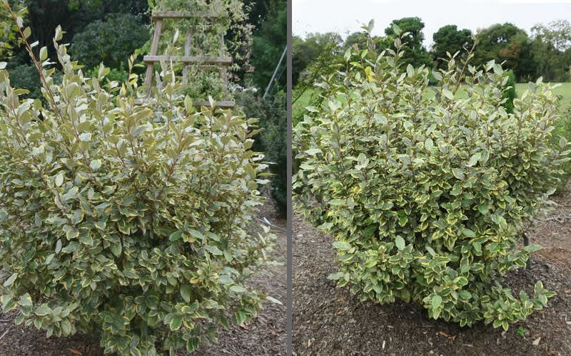  Olive Martini Elaeagnus - 1 Gallon Pot