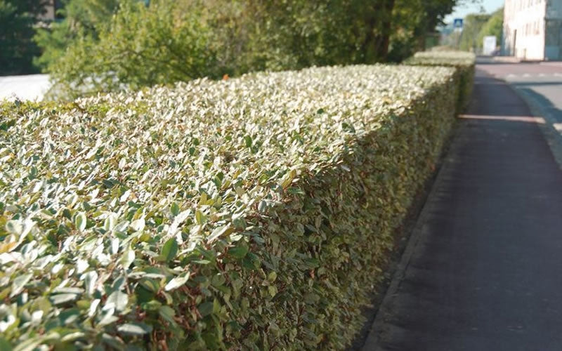  Olive Martini Elaeagnus - 6 Pack Of 1 Gallon Pots