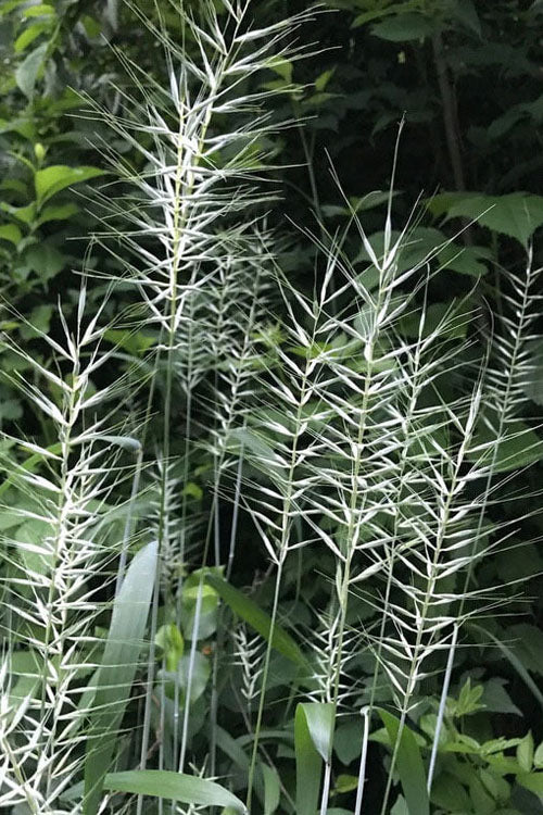  Bottle Brush Grass (Elymus Hystrix) - 1 Gallon Pot