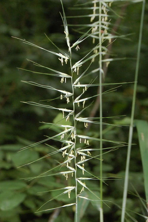  Bottle Brush Grass (Elymus Hystrix) - 1 Gallon Pot