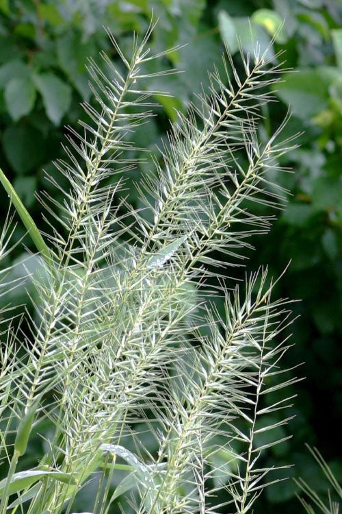  Bottle Brush Grass (Elymus Hystrix) - 1 Gallon Pot