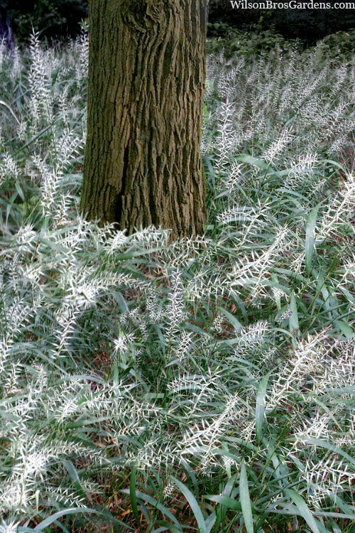  Bottle Brush Grass (Elymus Hystrix) - 1 Gallon Pot