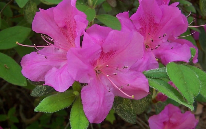  Autumn Amethyst Encore Azalea - 1 Gallon Pot