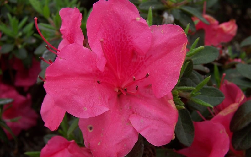  Autumn Carnival Encore Azalea - 3 Gallon Pot
