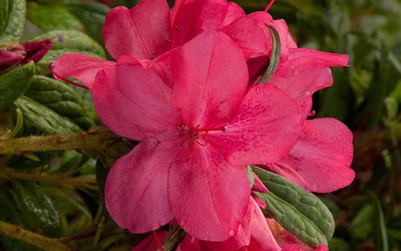 Autumn Jewel Encore Azalea - 1 Gallon Pot