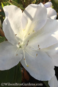  Autumn Lily Encore Azalea - 6 Pack Of 1 Gallon Pots