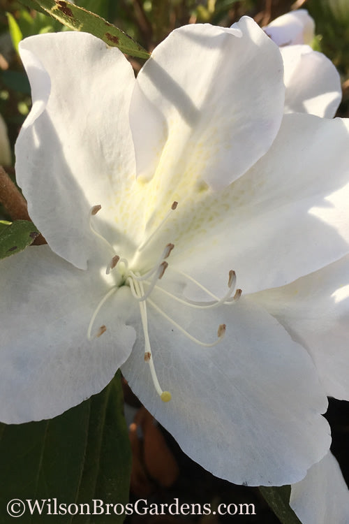  Autumn Lily Encore Azalea - 1 Gallon Pot