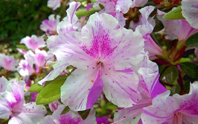  Autumn Twist Encore Azalea - 1 Gallon Pot