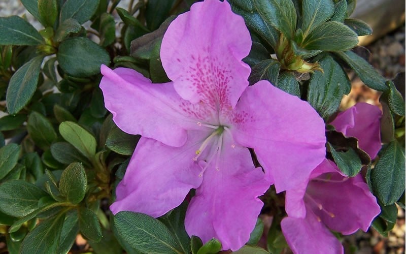  Autumn Lilac Encore Azalea - 2 Gallon Pot