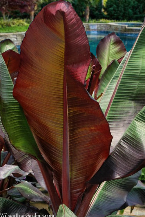  Red Abyssinian Banana Tree (Ensete Maurelii) - 5 Gallon Pot