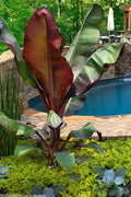  Red Abyssinian Banana Tree (Ensete Maurelii) - 5 Gallon Pot