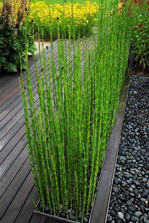  Horsetail Reed Grass - Equisetum Hyemale - 2 Gallon Pot