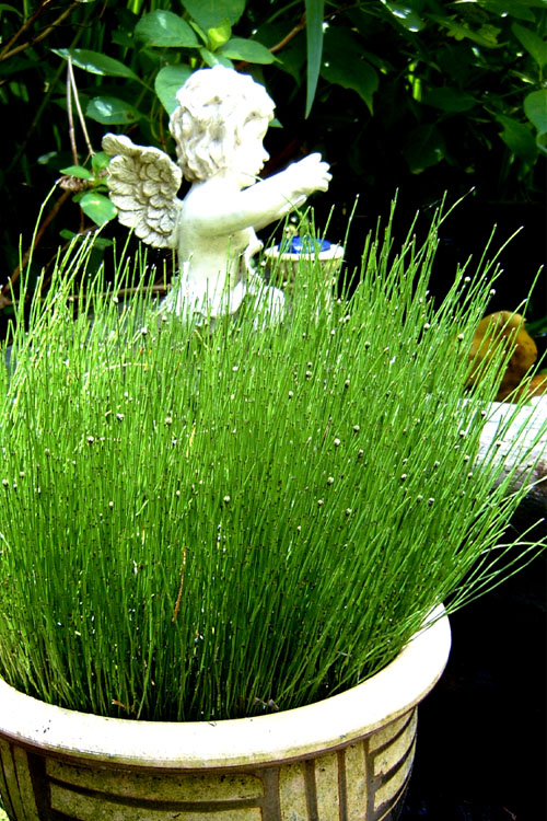  Dwarf Horsetail Reed Grass (Equisetum Scirpoides) - 1 Gallon Pot
