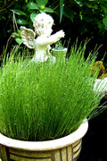  Dwarf Horsetail Reed Grass (Equisetum Scirpoides) - 1 Gallon Pot