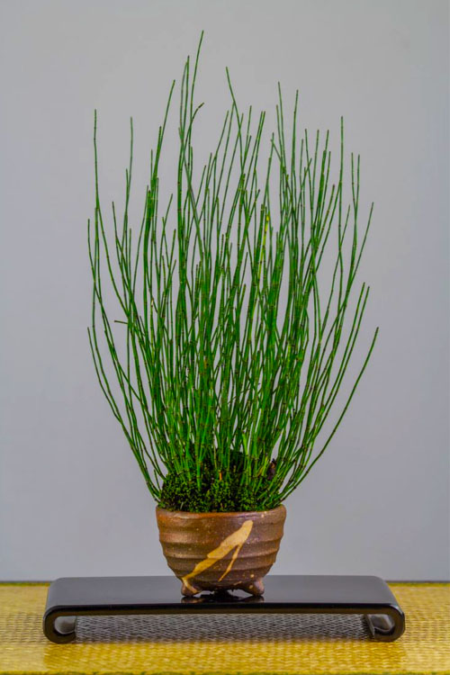  Dwarf Horsetail Reed Grass (Equisetum Scirpoides) - 1 Gallon Pot