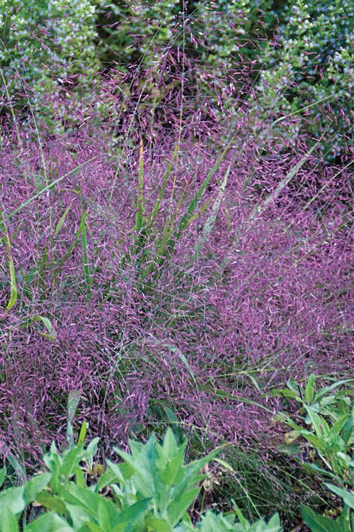  Purple Lovegrass (Eragrostis Spectabilis) - 1 Gallon Pot