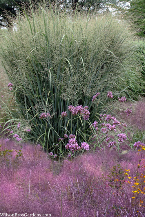  Purple Lovegrass (Eragrostis Spectabilis) - 6 Pack Of 1 Gallon Pots