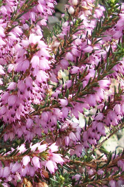 Mediterranean Pink Winter Heath (Erica Darleyensis) - 6 Pack Of 1 Gallon Pots