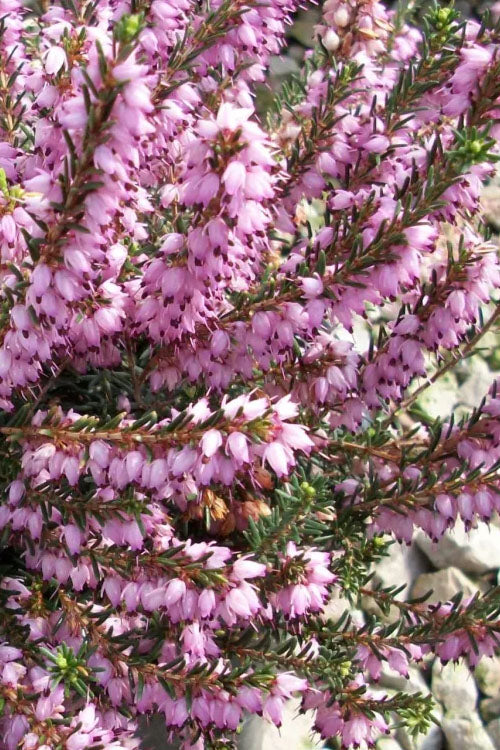  Mediterranean Pink Winter Heath (Erica Darleyensis) - 1 Gallon Pot