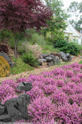 Mediterranean Pink Winter Heath (Erica Darleyensis) - 6 Pack Of 1 Gallon Pots