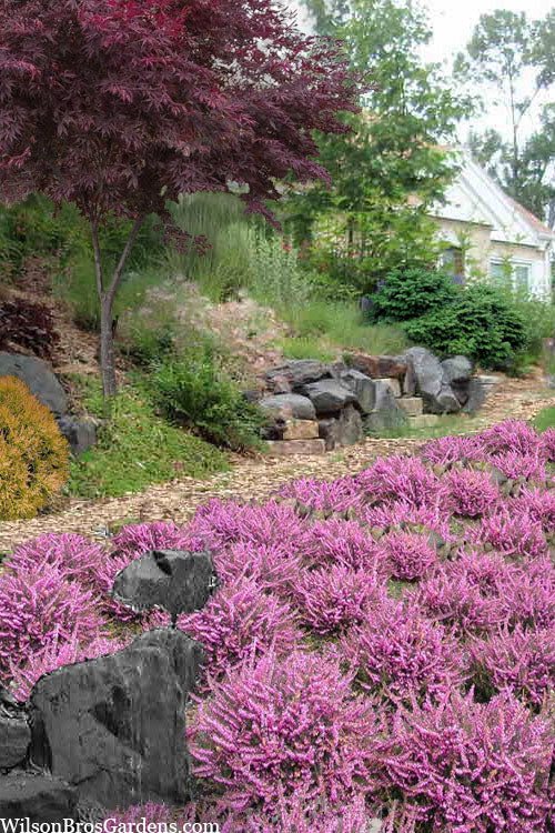  Mediterranean Pink Winter Heath (Erica Darleyensis) - 6 Pack Of 1 Gallon Pots