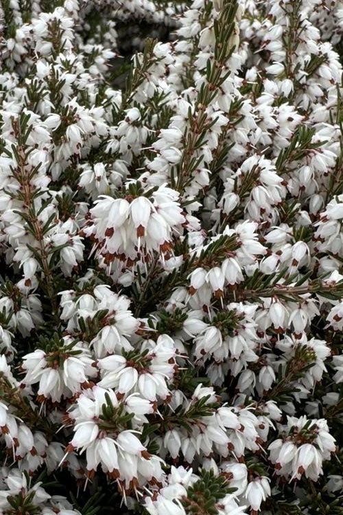  Mediterranian White Winter Heath (Erica Darleyensis) - 1 Gallon Pot