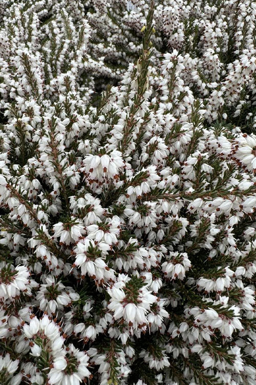 Mediterranian White Winter Heath (Erica Darleyensis) - 1 Gallon Pot