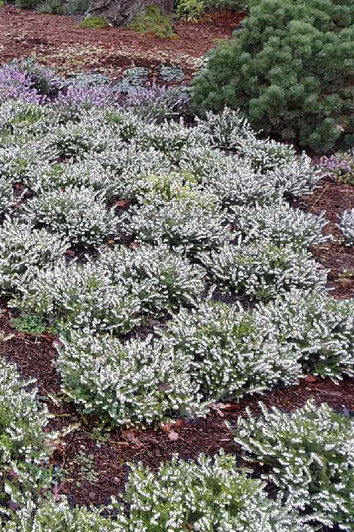  Mediterranian White Winter Heath (Erica Darleyensis) - 1 Gallon Pot