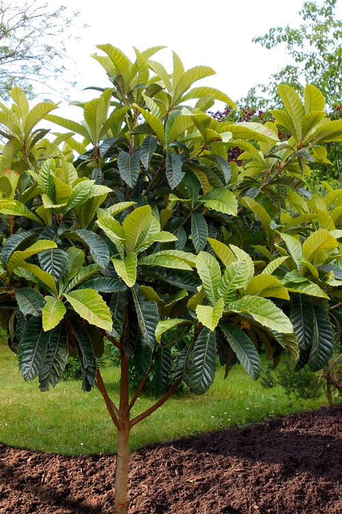  Loquat Tree (Eriobotrya Japonica) - 7 Gallon Pot (5-6')