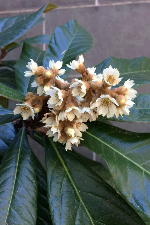  Loquat Tree (Eriobotrya Japonica) - 7 Gallon Pot (5-6')
