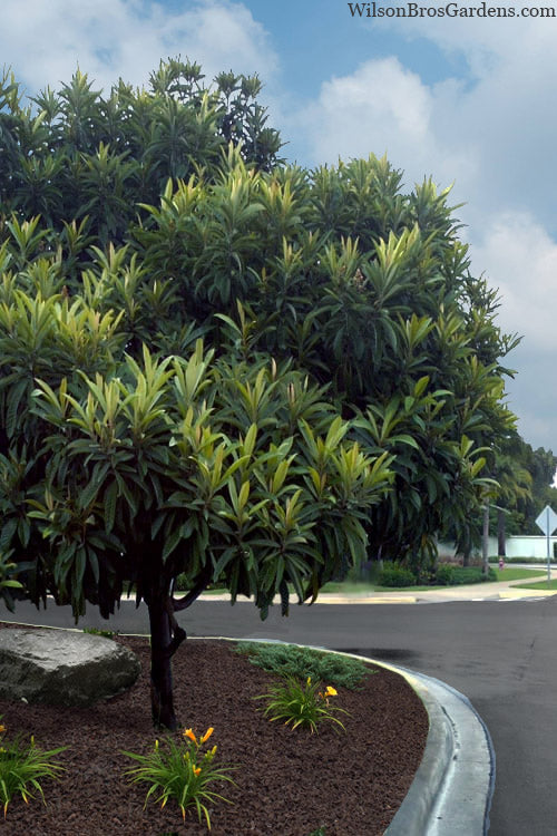  Loquat Tree - Eriobotrya Japonica - 3 Gallon Pot
