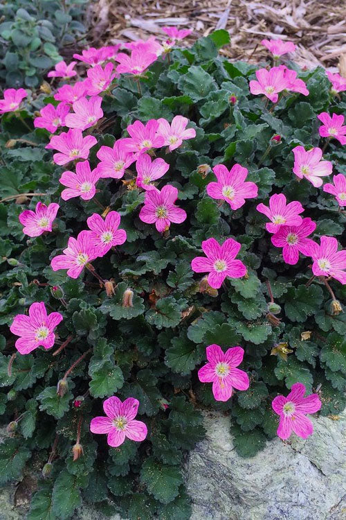  Pink Dwarf Heronsbill (Erodium X Variabile 'Bishop's Form') - 5 Pack Of Quart Pots