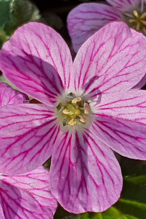  Pink Dwarf Heronsbill (Erodium X Variabile 'Bishop's Form') - 5 Pack Of Quart Pots