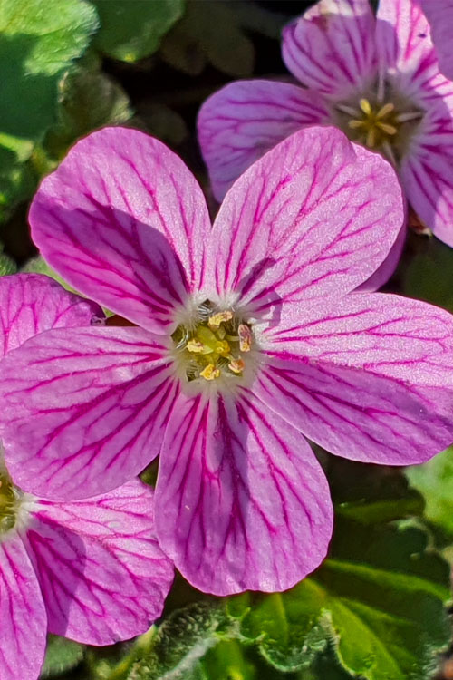  Pink Dwarf Heronsbill (Erodium X Variabile 'Bishop's Form') - 5 Pack Of Quart Pots
