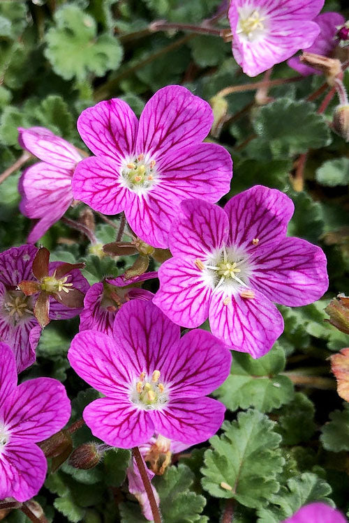  Pink Dwarf Heronsbill (Erodium X Variabile 'Bishop's Form') - 5 Pack Of Quart Pots