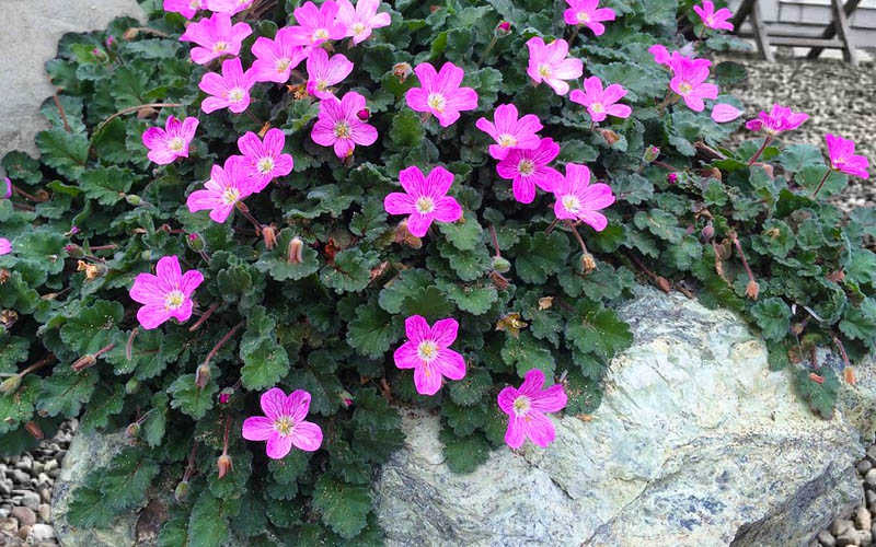  Pink Dwarf Heronsbill (Erodium X Variabile 'Bishop's Form') - 5 Pack Of Quart Pots