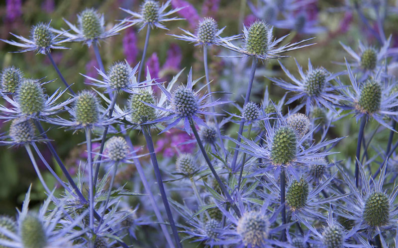  Blue Cap Sea Holly (Eryngium Planum 'Blaukappe') - 1 Gallon Pot