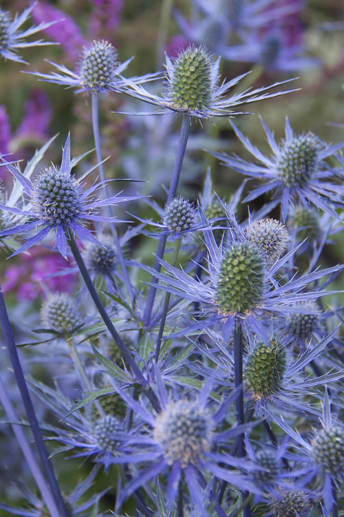  Blue Cap Sea Holly (Eryngium Planum 'Blaukappe') - 1 Gallon Pot