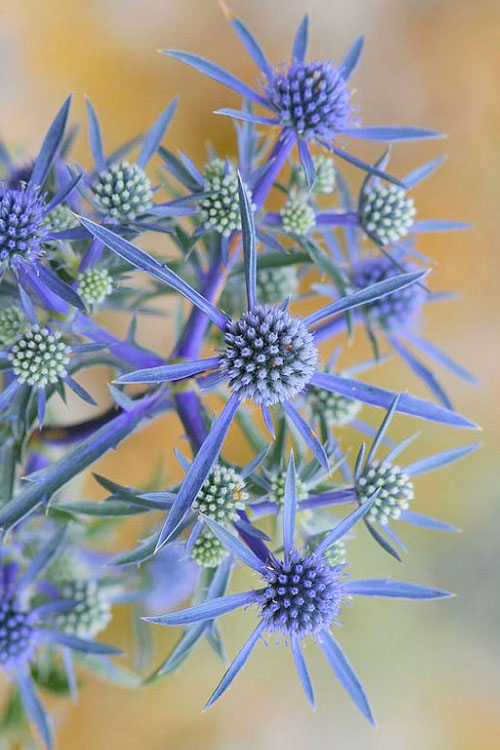  Blue Cap Sea Holly (Eryngium Planum 'Blaukappe') - 1 Gallon Pot