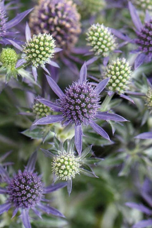  Blue Hobbit Sea Holly (Eryngium Planum) - 5 Pack Of Quart Pots