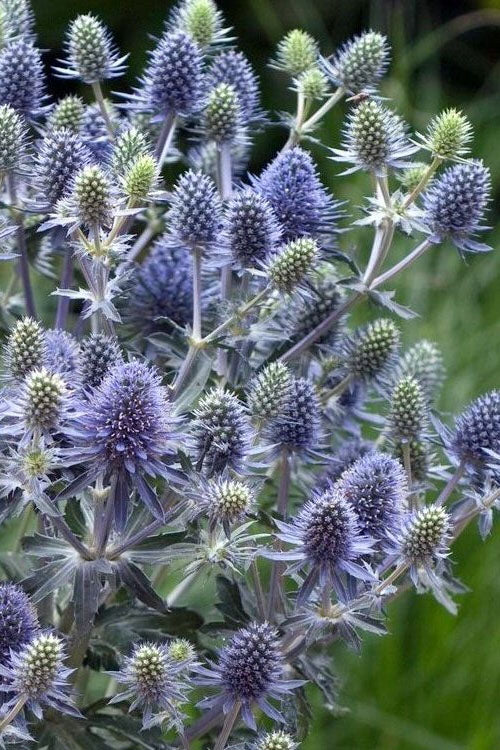  Blue Hobbit Sea Holly (Eryngium Planum) - 5 Pack Of Quart Pots