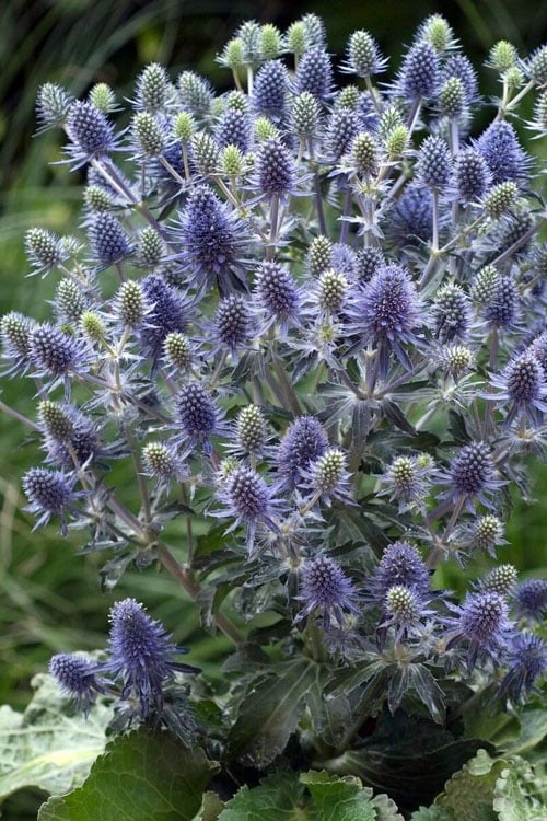  Blue Hobbit Sea Holly (Eryngium Planum) - 5 Pack Of Quart Pots